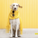 7. Elevated Style for Dog Devotees: Unveiling the Best Dog Lovers Apparel
